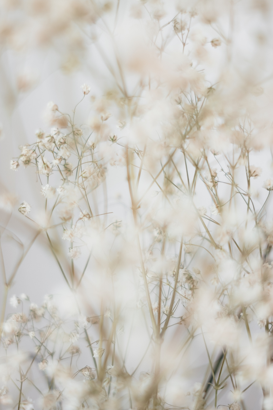 Photo of White Flowers