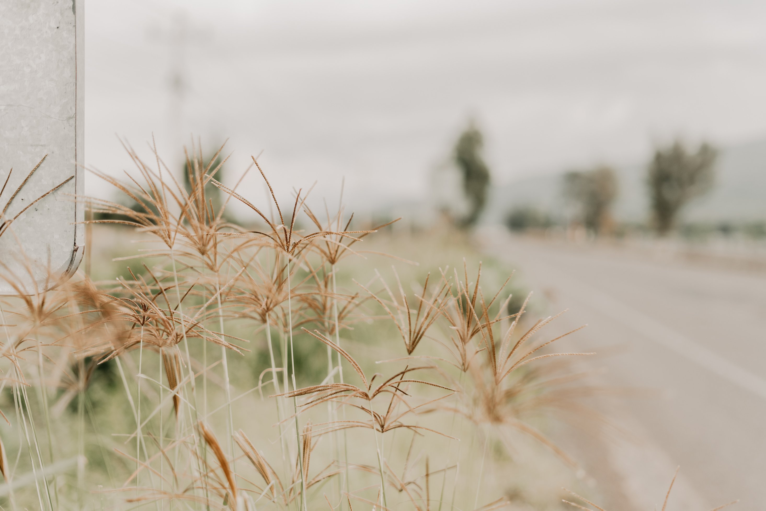 Brown Wheat Field